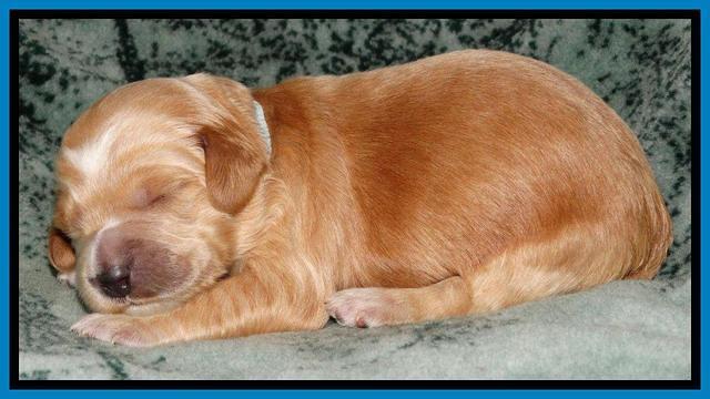 Rina REagan pups 1 wk old 271