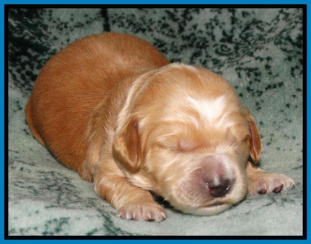 Rina REagan pups 1 wk old 281