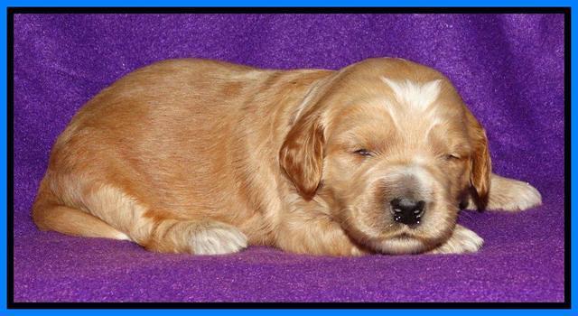 Rina REagan pups 2 wks old 311