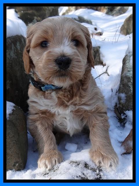 Rina REgan pups 5 wks old 271