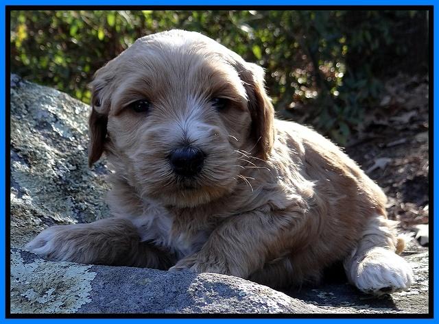 Rina Reagan pups 4 wks old 281