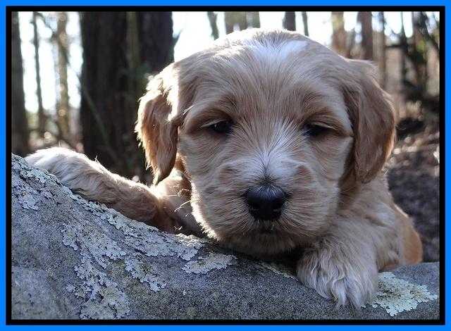 Rina Reagan pups 4 wks old 301