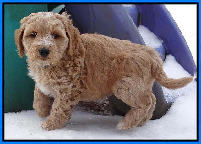 Rina Reagan pups 7 wks old 421