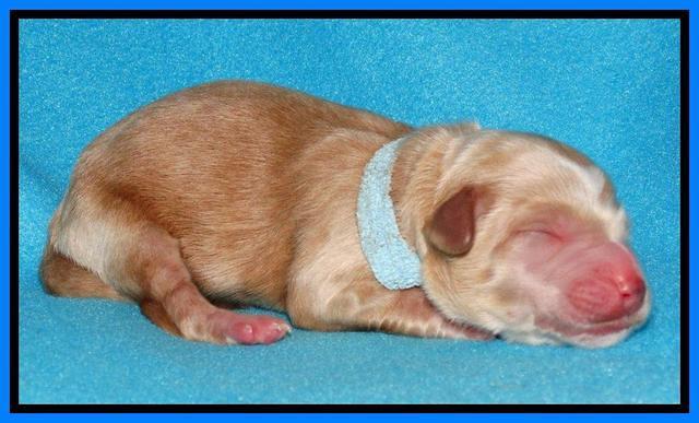 Rina Reagan pups newborn 261