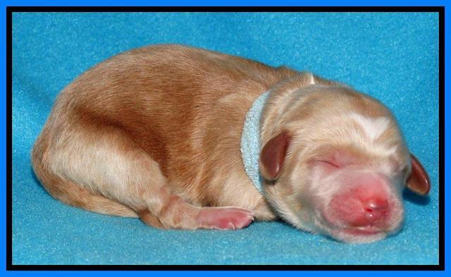 Rina Reagan pups newborn 271