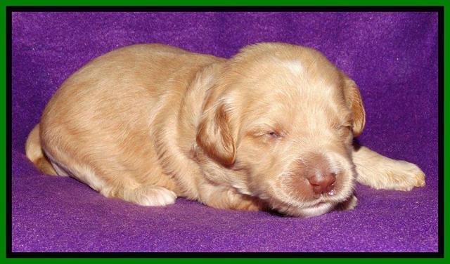 Rina REagan pups 2 wks old 391