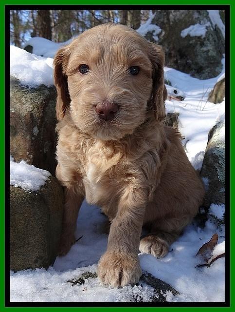 Rina REgan pups 5 wks old 301