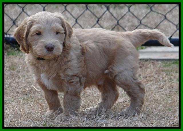 Rina Reagan pups 6 wks old 541