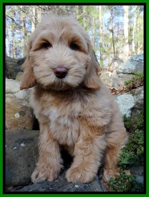Rina Reagan pups 9 wks old 1 009