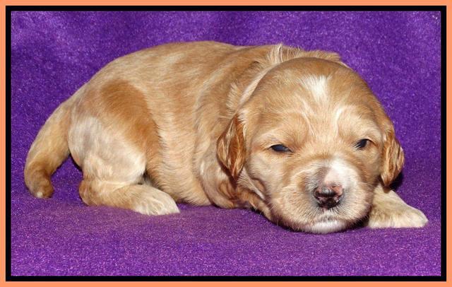 Rina REagan pups 2 wks old 221
