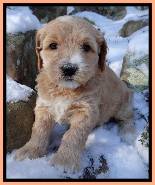 Rina REgan pups 5 wks old 331