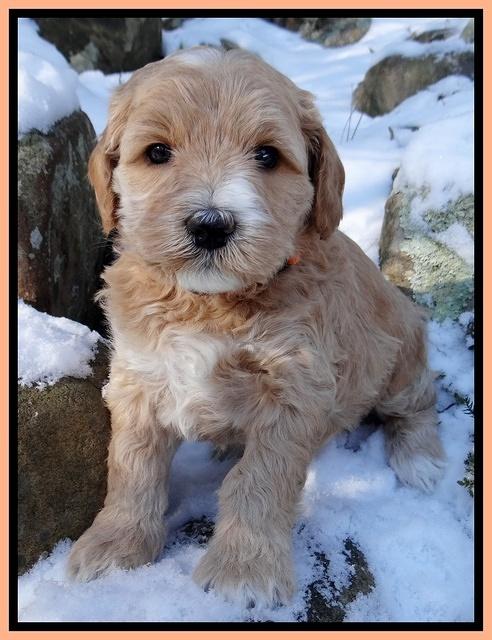 Rina REgan pups 5 wks old 341