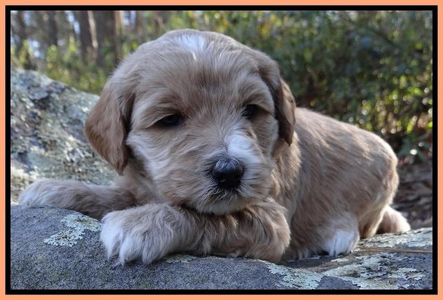 Rina Reagan pups 4 wks old 351