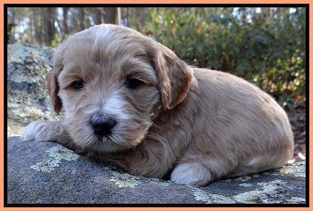 Rina Reagan pups 4 wks old 381