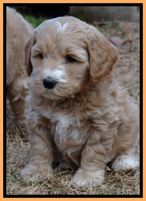 Rina Reagan pups 6 wks old 581