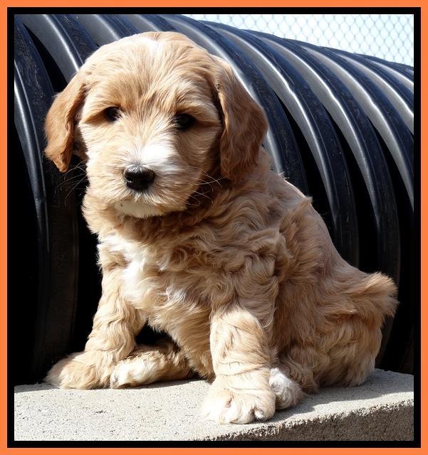 Rina Reagan pups 6 wks old 591