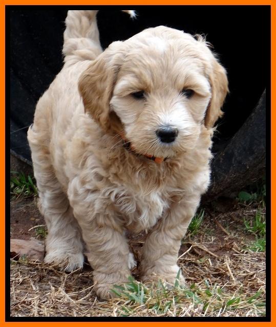 Rina Reagan pups 6 wks old 621