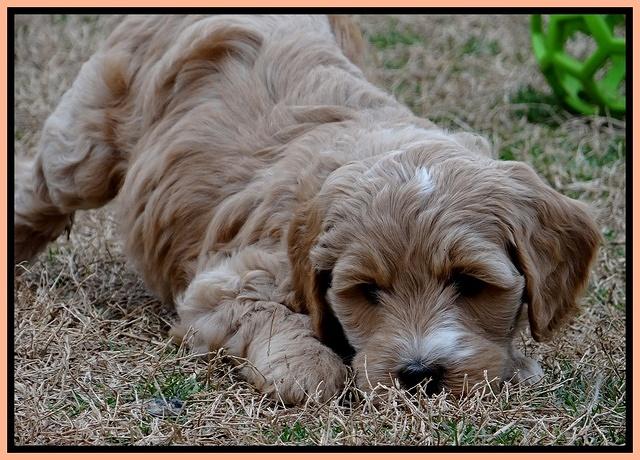 Rina Reagan pups 7 wks old 481