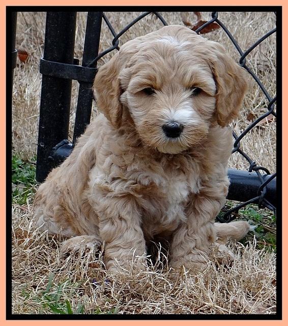 Rina Reagan pups 7 wks old 491