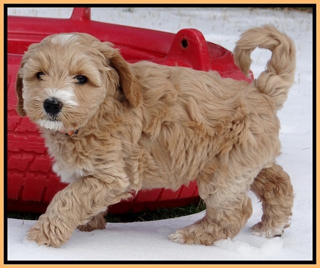 Rina Reagan pups 7 wks old 501