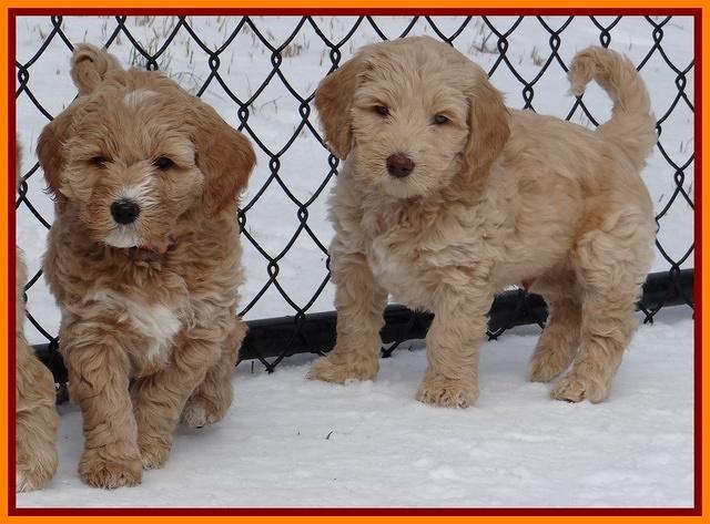 Rina Reagan pups 7 wks old 511