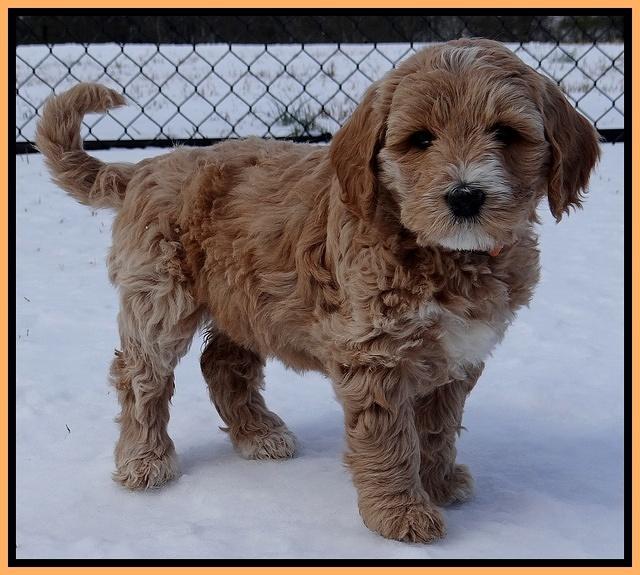 Rina Reagan pups 7 wks old 521