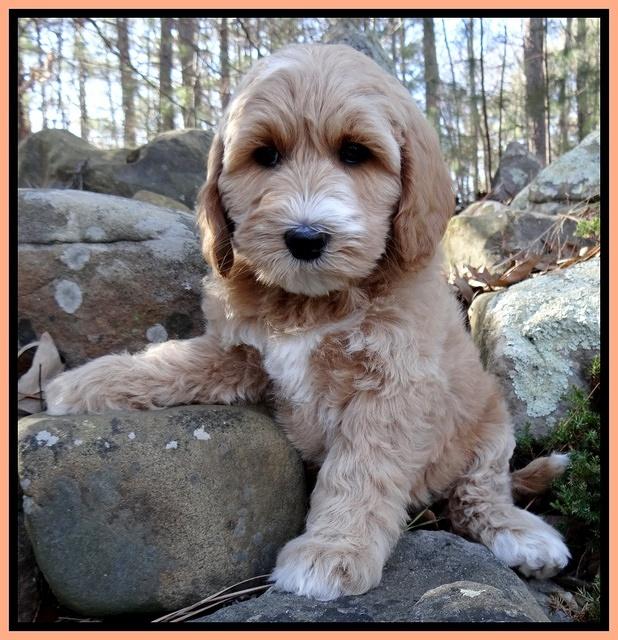 Rina Reagan pups 8 wks old 002