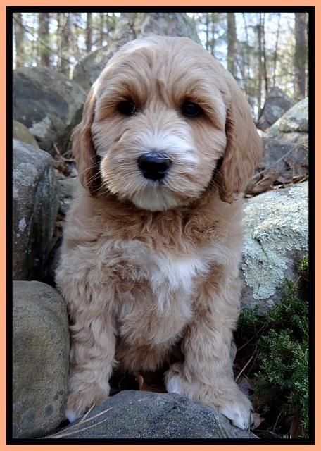 Rina Reagan pups 8 wks old 010