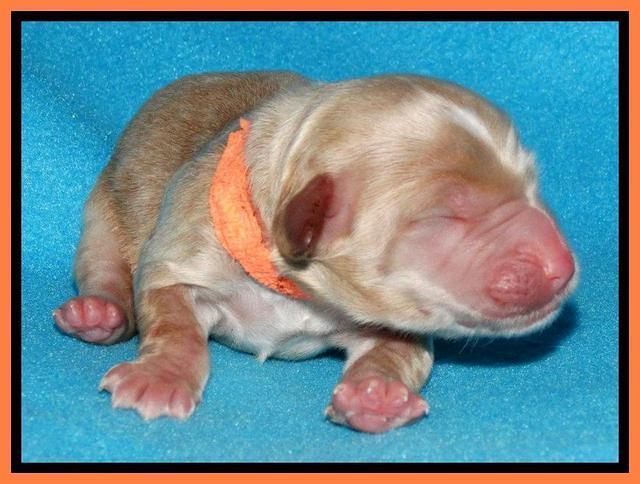 Rina Reagan pups newborn 311