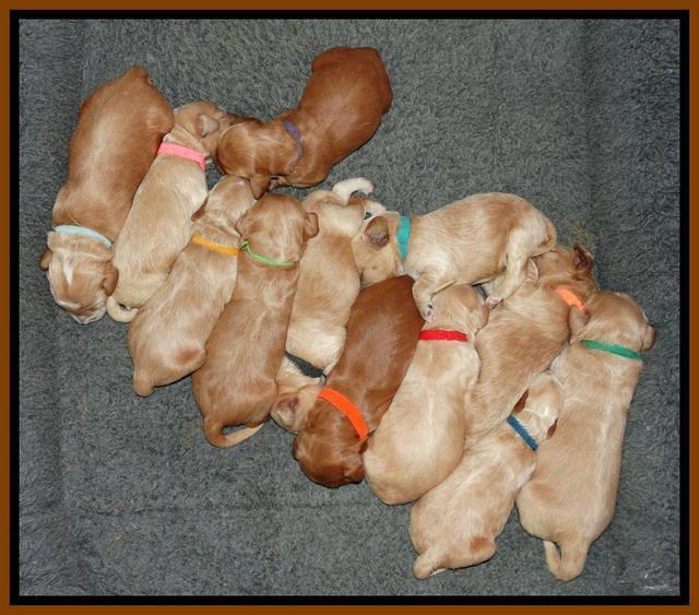 Rina REagan pups 1 wk old 341