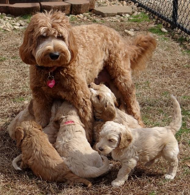 Rina Reagan pups 6 wks old 631