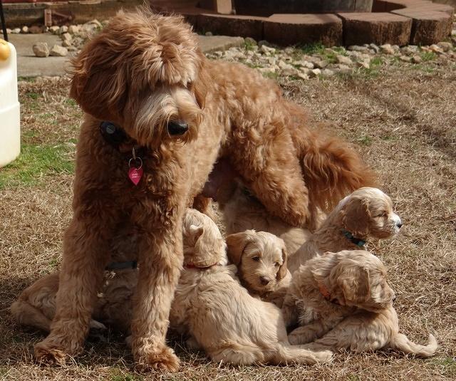 Rina Reagan pups 6 wks old 641