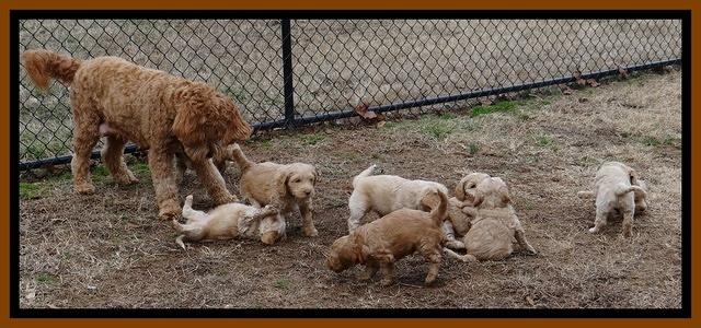 Rina Reagan pups 6 wks old 681