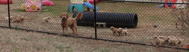 Rina Reagan pups 6 wks old 701