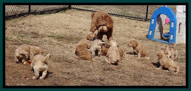 Rina Reagan pups 6 wks old 731