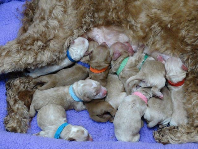 Rina new born 7121