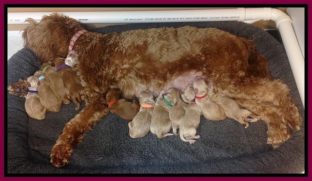 Rina newborns 3 days old