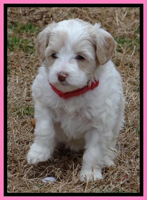 Sparkle TExas pups 5 wks old 441