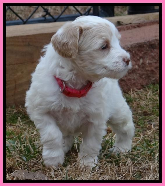 Sparkle TExas pups 5 wks old 461