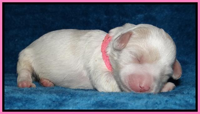 Sparkle Texas pups 1 wk old #1 001