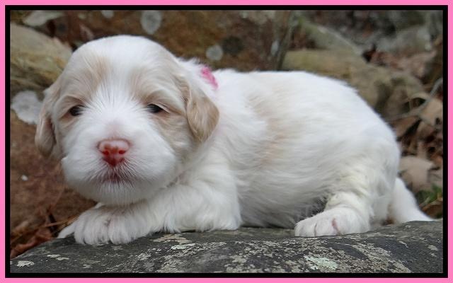 Sparkle Texas pups 3 wks old 31