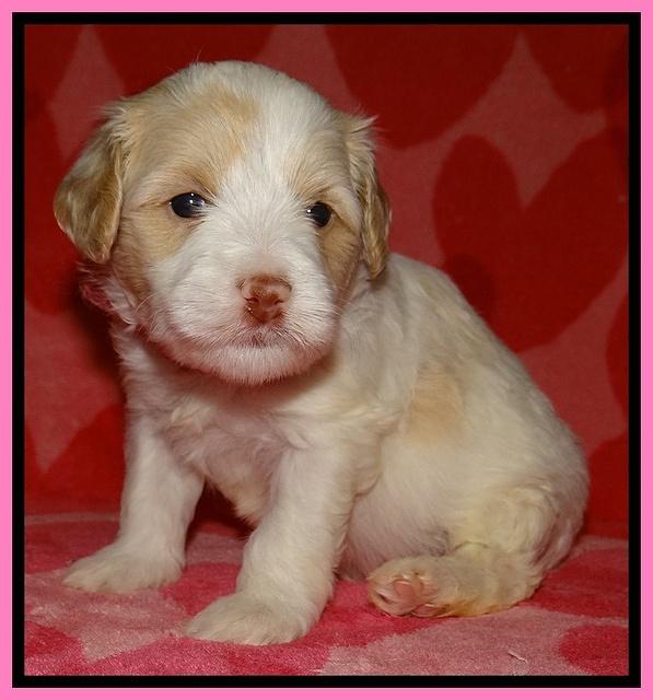 Sparkle Texas pups 4 weeks old 31