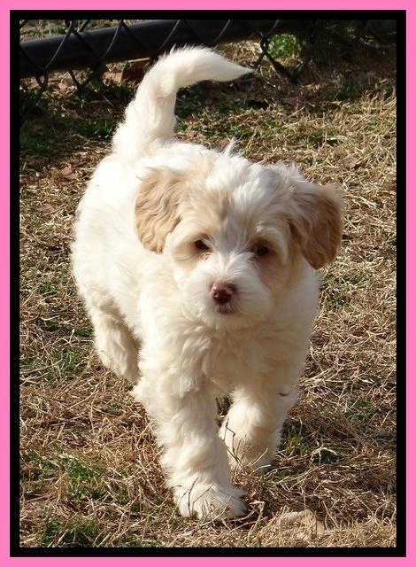 Sparkle Texas pups 7 wks old 501