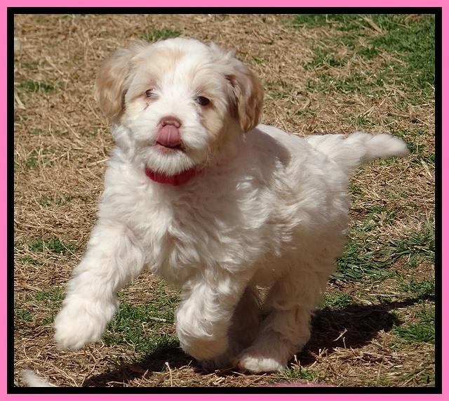Sparkle Texas pups 7 wks old 521