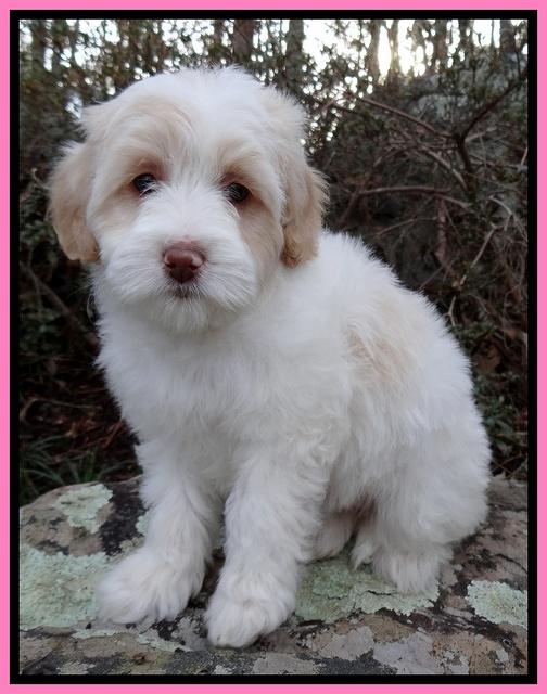 Sparkle Texas pups 8 weeks old 4 030