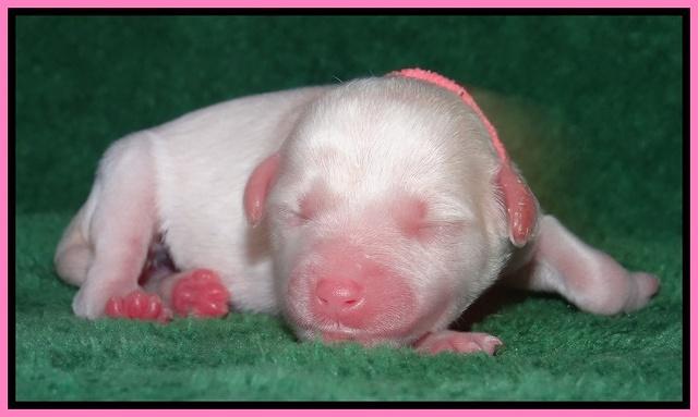 Sparkle Texas pups newborn 21
