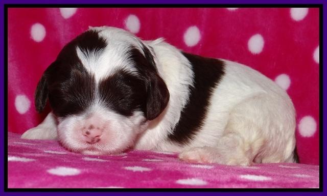 Sparkle TExas pups 2 wks old 034
