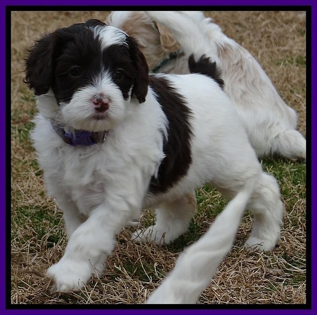 Sparkle TExas pups 5 wks old 161