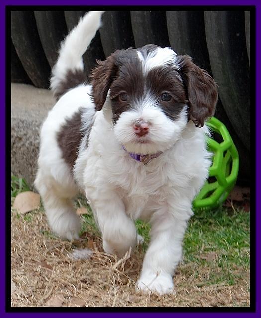Sparkle TExas pups 5 wks old 181
