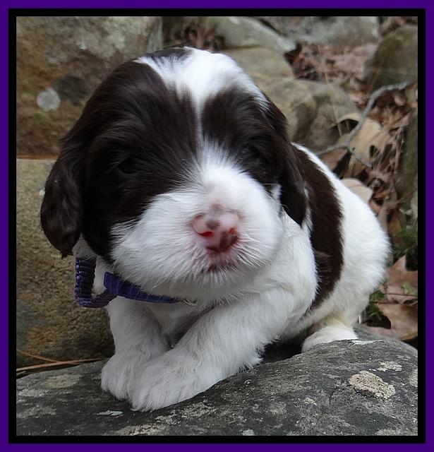Sparkle Texas pups 3 wks old 41